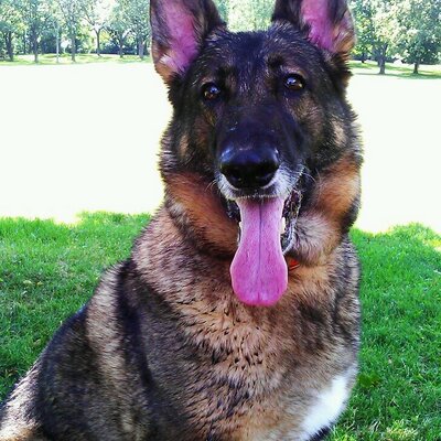 Profile Picture of Stacey Vander Meer (@acer1987) on Twitter