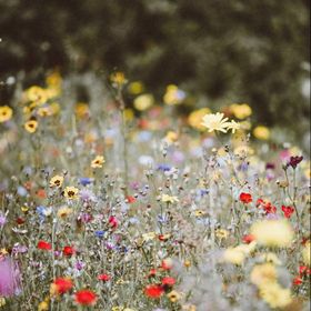 Profile Picture of Kim Schwartz (@kschwartz) on Pinterest