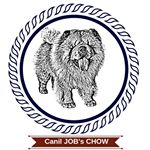 Profile Picture of JOB’s CHOW | Chow Chow Breeder (@jobschowchow) on Instagram