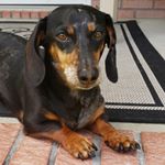 Profile Picture of Kurt Urban's Dogs (@oscar_and_newton) on Instagram