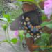 Profile Picture of Ruthmary Dexter-Kiomento (@ruthmaryk) on Pinterest