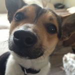 Profile Picture of Ted (@ted_jackawawa) on Instagram