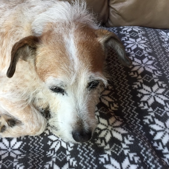 Profile Picture of Inge Skott (@bingerl) on Poshmark