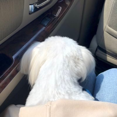 Profile Picture of 박예슬 (Park Yesel) (@pys941) on Twitter