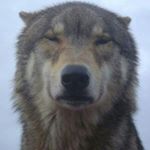 Profile Picture of Robin Carroll🐾 (@wolflover69) on Instagram