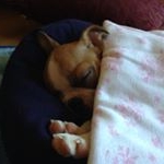 Profile Picture of bianca (@boston_terriers539) on Instagram