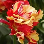 Profile Picture of Joanne Krall Chetlin (@jojochet1) on Instagram