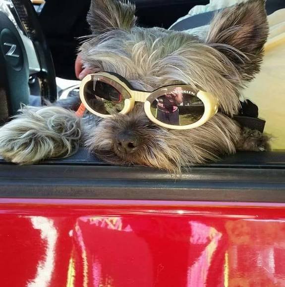 Profile Picture of Tamara Williams (@zweenna) on Poshmark