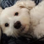 Profile Picture of Lynne Docherty (@lynlincon) on Instagram