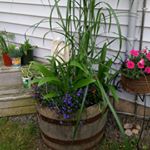 Profile Picture of Cathy (@cathy.faulkner) on Instagram