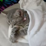 Profile Picture of Aria Davis (@aria_the_kitten_6.12.20) on Instagram