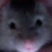 Profile Picture of Steve Venable (@steve.venable.3) on Facebook