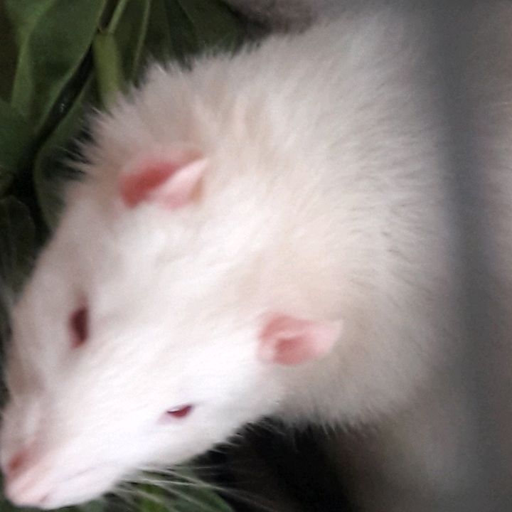 Profile Picture of @Kevinsly (@kevin_sly_) on Tiktok