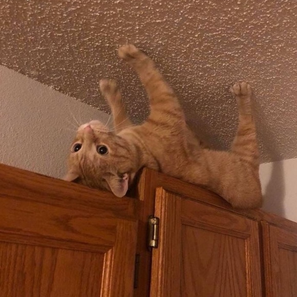 Profile Picture of Sophia Jaramillo (@sophiekawaii) on Poshmark