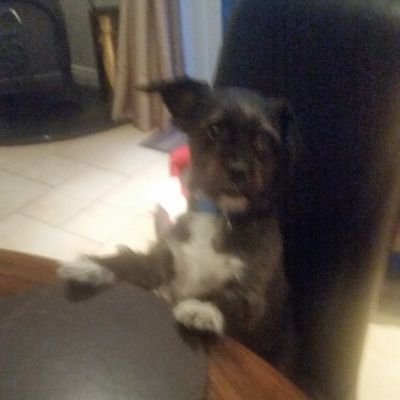 Profile Picture of Coco Joe (@CocoJoe7) on Twitter