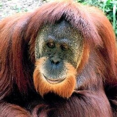 Profile Picture of Eli Murphy (@RangaSupremacy) on Twitter