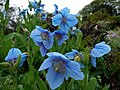 Profile Picture of Meconopsis grandison Wikipedia
