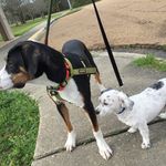 Profile Photo of Conway, Dixie, And Watson 🐶 (@2coonhounds_and_havapoo) on Instagram