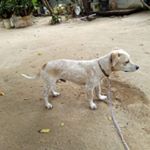 Profile Picture of Adolfo miguel arias silva (@adolfomiguelarias) on Instagram