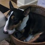 Profile Picture of vanessa stecchini (@vanessastecchini) on Instagram