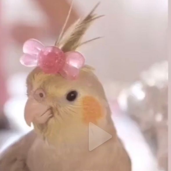 Profile Picture of Barbara Backer (@barbarabacker) on Tiktok