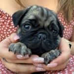 Profile Picture of Louie Vuitton Holland (@louiee_thepug) on Instagram