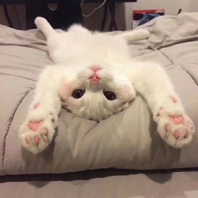 Profile Picture of DIC (@LipingZhang14) on Twitter