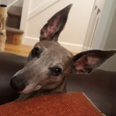 Profile Picture of Craig Ibbotson (@ibbotsonc) on Twitter