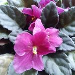 Profile Picture of Laurel Harrison (@laurelharrison_2) on Instagram