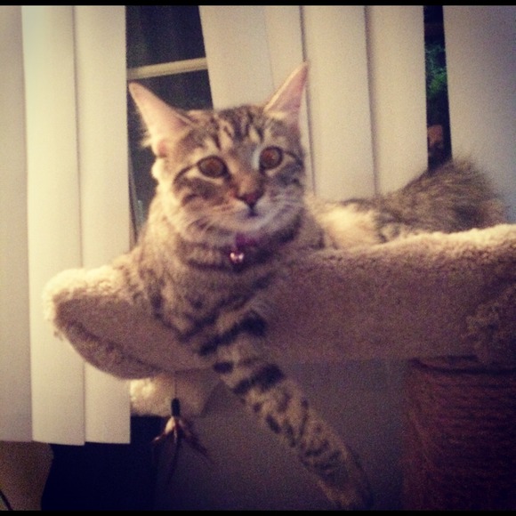 Profile Picture of Amanda Messier (@amess1994) on Poshmark