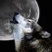 Profile Picture of Justin Tuttle (@wolfkingjay) on Pinterest