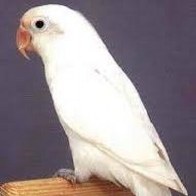 Profile Picture of Samuel Mikhail (@samucas4) on Twitter