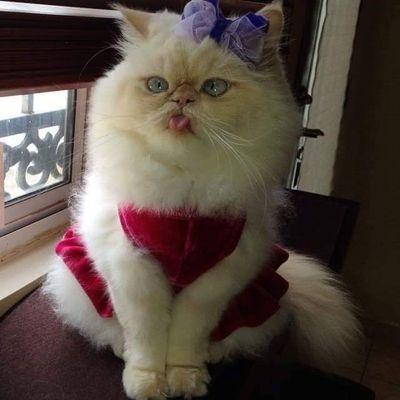Profile Picture of Lori Van Dyke (@mzm32014) on Twitter