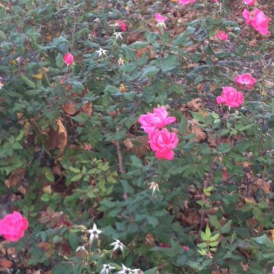 Profile Picture of Deborah Gaudet (@DebGaudet) on Twitter