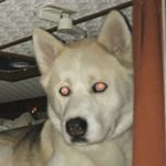 Profile Picture of Bailey Paulson (@vomit_dog) on Instagram