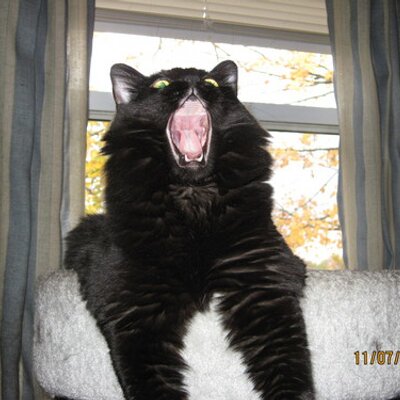 Profile Picture of Jeff Spalding (@Cat_Chow) on Twitter