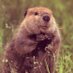 Profile Photo of Roger The Beaver (@BeaverRoger) on Twitter