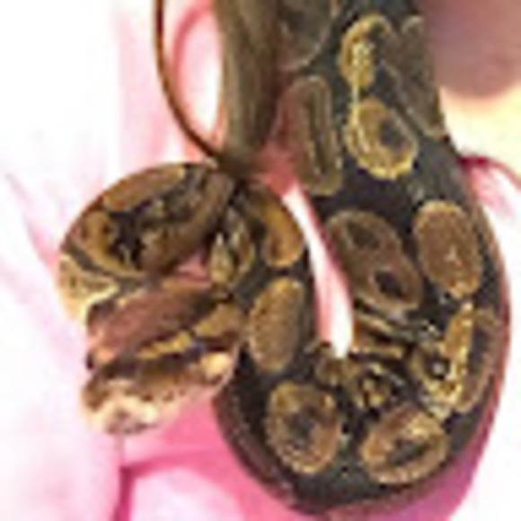 Profile Picture of Brittany Huesers (@brittanyhuesers) on Poshmark