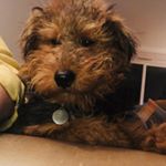 Profile Picture of Alan Stanley Pearce (@alanstanleypearce) on Instagram