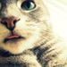 Profile Picture of Craig Corlis (@silroc) on Pinterest