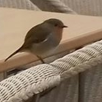 Profile Picture of Dawn Smallman (@dawn_smallman) on Instagram