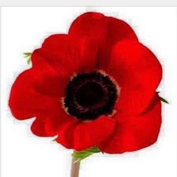 Profile Picture of Christina Llanes (@llanescf) on Poshmark