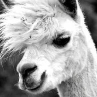 Profile Picture of Kaiser Jones (@kaiser.jones.33) on Facebook