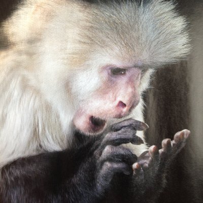 Profile Picture of BehavioralMacro (@BehavioralMacro) on Twitter