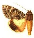 Profile Picture of Ulotrichopus stertzion Wikipedia