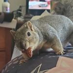 Profile Picture of Chip Blair (@chipthesquirrel2019) on Instagram