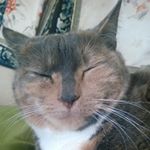 Profile Picture of Timothy Colvin (@timothyecolvin) on Instagram