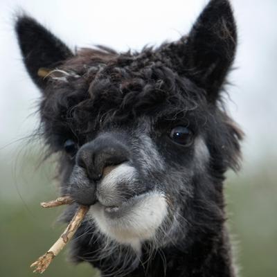 Profile Picture of David Gescheidle (@Alpacaleiche) on Twitter