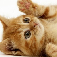 Profile Picture of Alex Patti (@alex-patti-8) on Quora