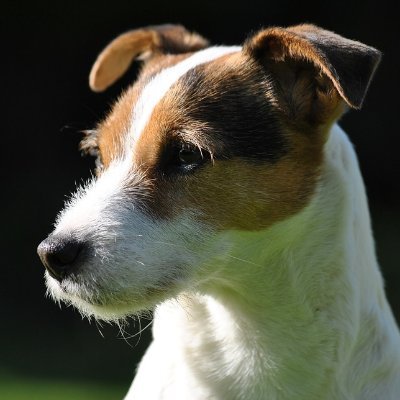 Profile Picture of Brave Parson Russell Terriers! (@_ParsonRussellT) on Twitter